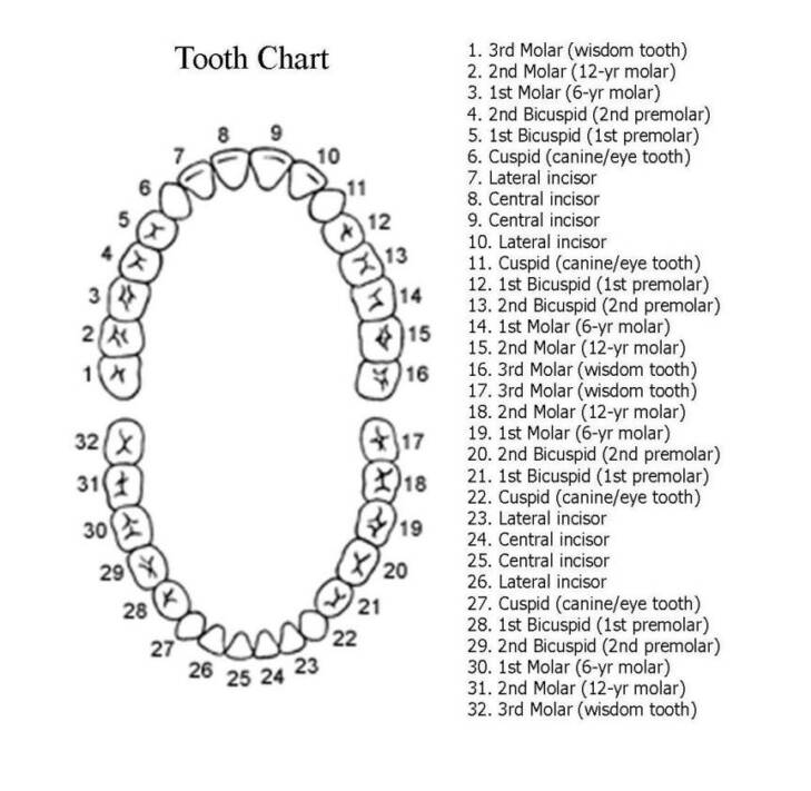 ADA tooth chart